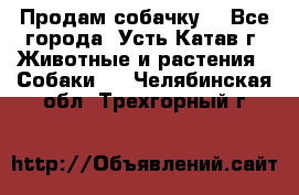 Продам собачку  - Все города, Усть-Катав г. Животные и растения » Собаки   . Челябинская обл.,Трехгорный г.